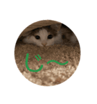 猫のツナスタンプ（個別スタンプ：3）