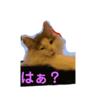 猫のツナスタンプ（個別スタンプ：4）
