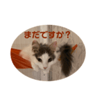 猫のツナスタンプ（個別スタンプ：5）