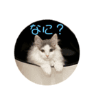 猫のツナスタンプ（個別スタンプ：7）
