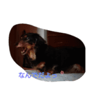 ダックスの老犬まろちゃん（個別スタンプ：1）