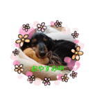 ダックスの老犬まろちゃん（個別スタンプ：4）