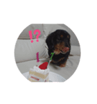 ダックスの老犬まろちゃん（個別スタンプ：6）