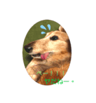 ふぁんとむスタイル（故愛犬のスタンプ）（個別スタンプ：1）