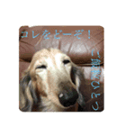 ふぁんとむスタイル（故愛犬のスタンプ）（個別スタンプ：2）