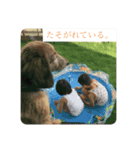 ふぁんとむスタイル（故愛犬のスタンプ）（個別スタンプ：3）