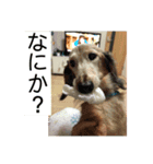 ふぁんとむスタイル（故愛犬のスタンプ）（個別スタンプ：4）