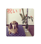 ふぁんとむスタイル（故愛犬のスタンプ）（個別スタンプ：5）