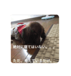 ふぁんとむスタイル（故愛犬のスタンプ）（個別スタンプ：7）