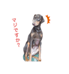 my choko dog（個別スタンプ：1）