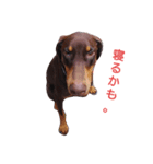 my choko dog（個別スタンプ：3）