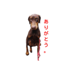 my choko dog（個別スタンプ：4）