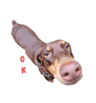 my choko dog（個別スタンプ：5）