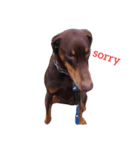 my choko dog（個別スタンプ：6）
