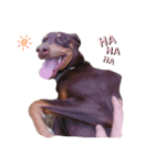 my choko dog（個別スタンプ：7）