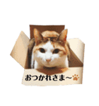 我が家の毎日のスタンプvol.2（個別スタンプ：8）