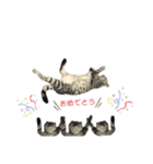 うちの虎太の日常2（個別スタンプ：9）