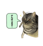 うちの虎太の日常2（個別スタンプ：12）
