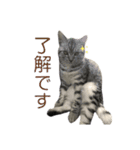 うちの虎太の日常2（個別スタンプ：14）