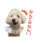 可愛いあんずちゃんのスタンプです！（個別スタンプ：1）