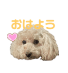 可愛いあんずちゃんのスタンプです！（個別スタンプ：3）