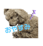 可愛いあんずちゃんのスタンプです！（個別スタンプ：4）