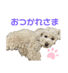 可愛いあんずちゃんのスタンプです！（個別スタンプ：7）