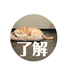 @leoliciousu vol.2（個別スタンプ：5）