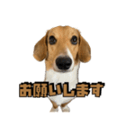 【日常会話】それいけ！れおん君(犬)（個別スタンプ：1）