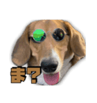 【日常会話】それいけ！れおん君(犬)（個別スタンプ：2）