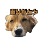 【日常会話】それいけ！れおん君(犬)（個別スタンプ：4）