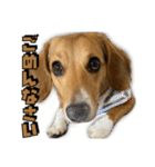 【日常会話】それいけ！れおん君(犬)（個別スタンプ：5）