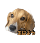【日常会話】それいけ！れおん君(犬)（個別スタンプ：6）