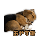 【日常会話】それいけ！れおん君(犬)（個別スタンプ：7）