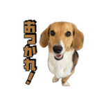 【日常会話】それいけ！れおん君(犬)（個別スタンプ：8）