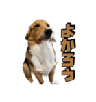 【日常会話】それいけ！れおん君(犬)（個別スタンプ：9）