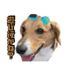 【日常会話】それいけ！れおん君(犬)（個別スタンプ：10）