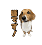【日常会話】それいけ！れおん君(犬)（個別スタンプ：11）