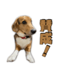 【日常会話】それいけ！れおん君(犬)（個別スタンプ：12）