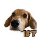 【日常会話】それいけ！れおん君(犬)（個別スタンプ：13）