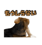 【日常会話】それいけ！れおん君(犬)（個別スタンプ：15）
