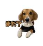 【日常会話】それいけ！れおん君(犬)（個別スタンプ：16）