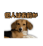 【日常会話】それいけ！れおん君(犬)（個別スタンプ：17）