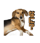 【日常会話】それいけ！れおん君(犬)（個別スタンプ：18）