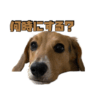 【日常会話】それいけ！れおん君(犬)（個別スタンプ：19）