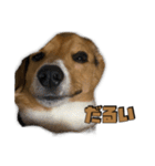 【日常会話】それいけ！れおん君(犬)（個別スタンプ：20）