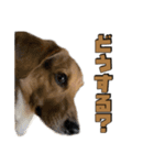 【日常会話】それいけ！れおん君(犬)（個別スタンプ：21）