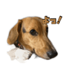 【日常会話】それいけ！れおん君(犬)（個別スタンプ：23）
