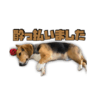 【日常会話】それいけ！れおん君(犬)（個別スタンプ：24）