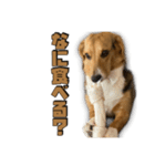 【日常会話】それいけ！れおん君(犬)（個別スタンプ：25）